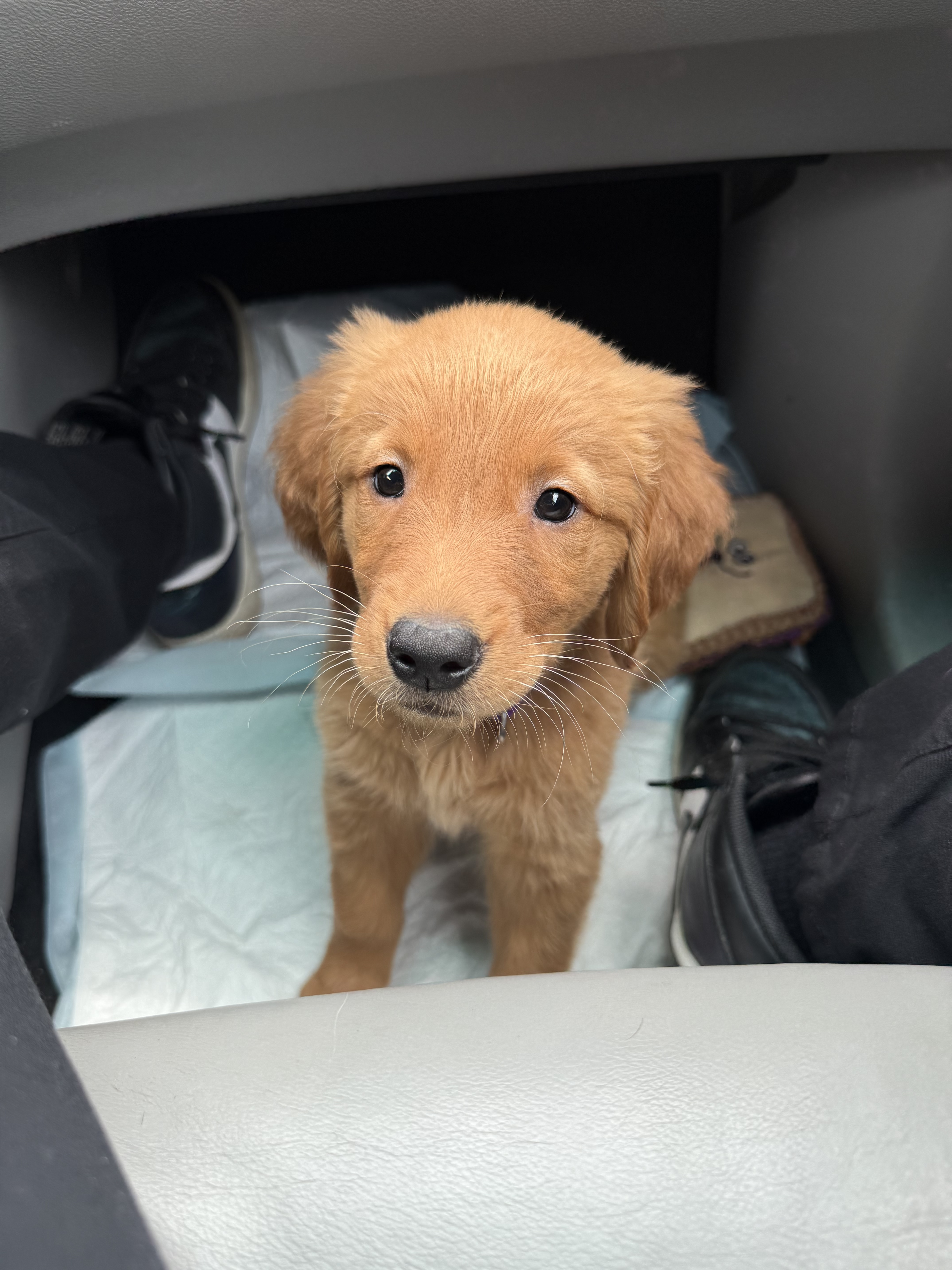 Winnie, a Golden Retriever puppy reserved through Find My Puppy