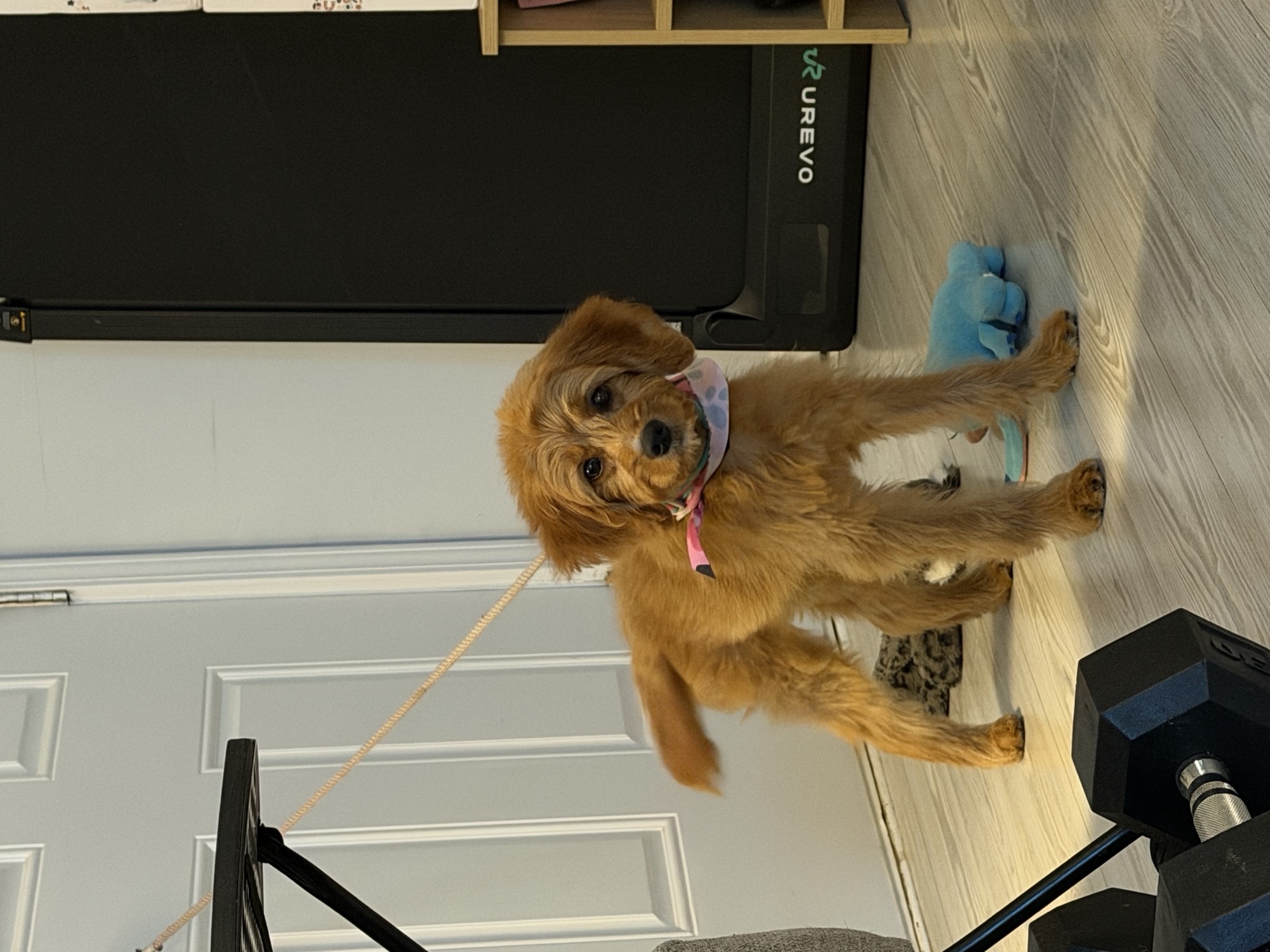Zoey standing indoors in a patterned bandana