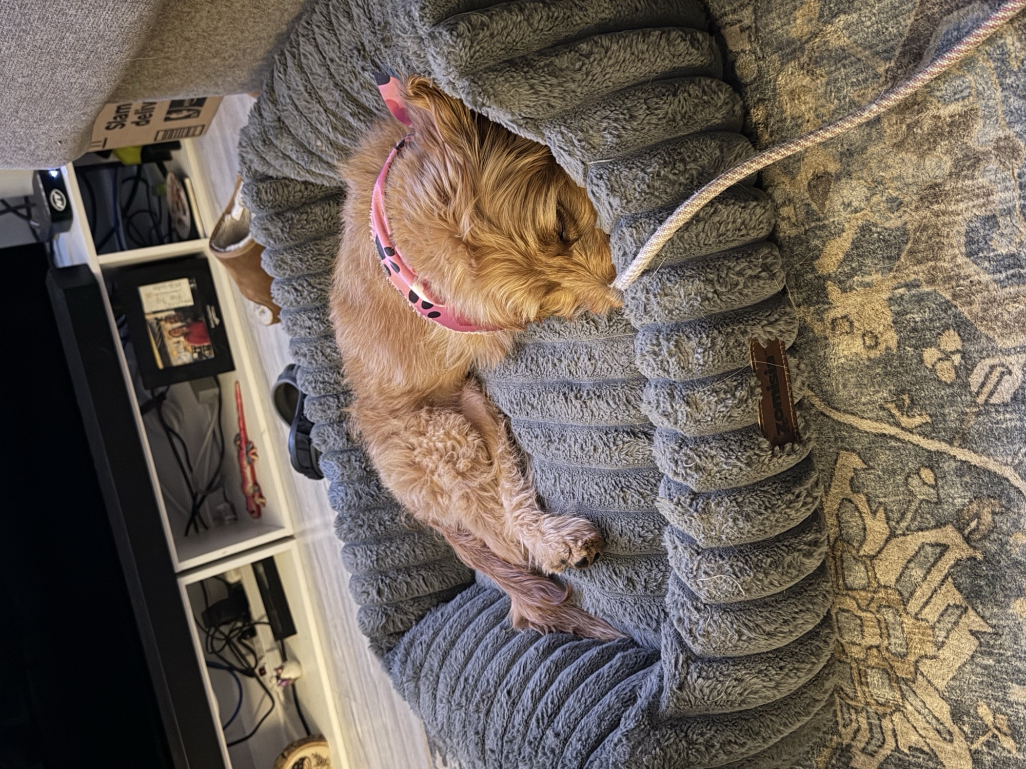 Zoey sleeping peacefully in her dog bed