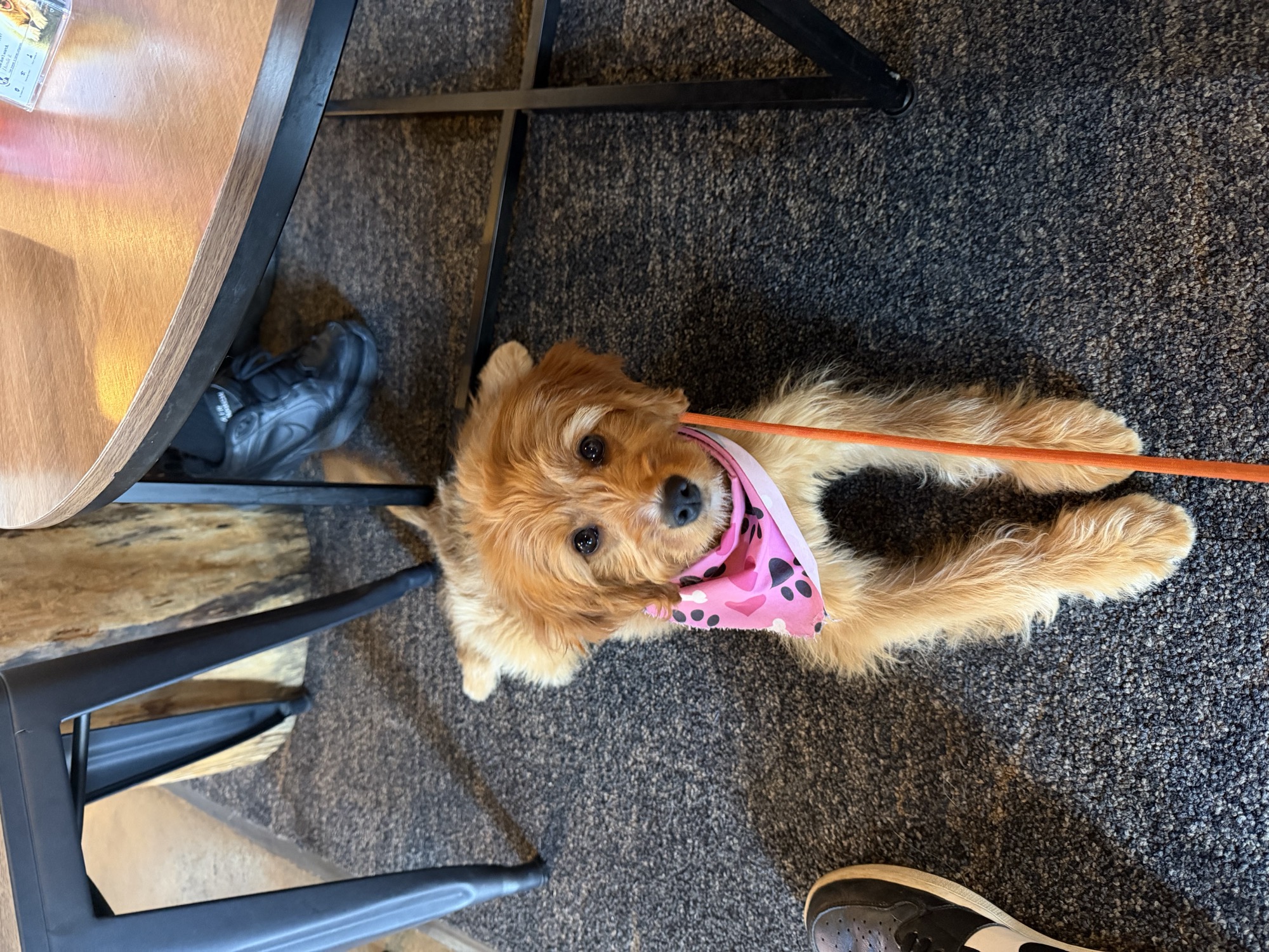 Zoey, a Golden Cavapoo available through Crowned K9s Puppy placement