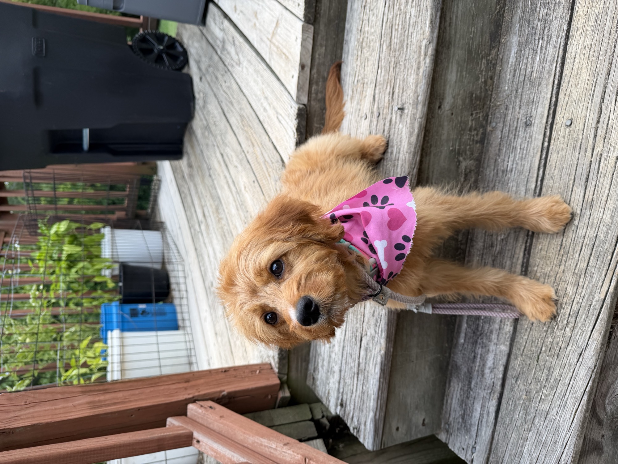 Ellie, formerly Zoey, a Golden Cavapoo officially home through Crowned K9s Puppy placement