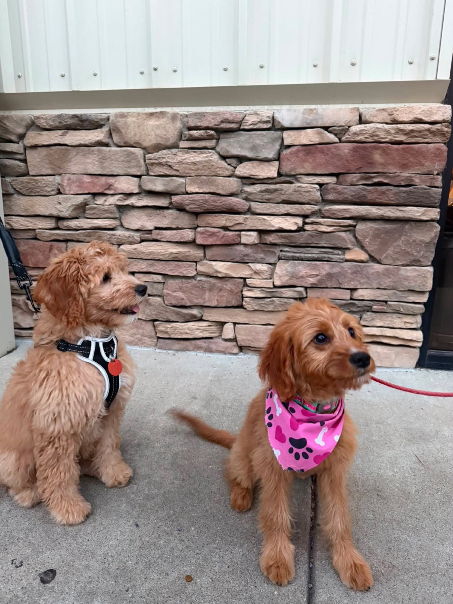 Zoey outdoors with a training buddy