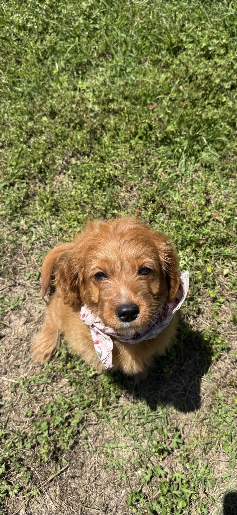 Zoey the Cavapoo, reserved through Crowned K9s Premium Puppy Placement