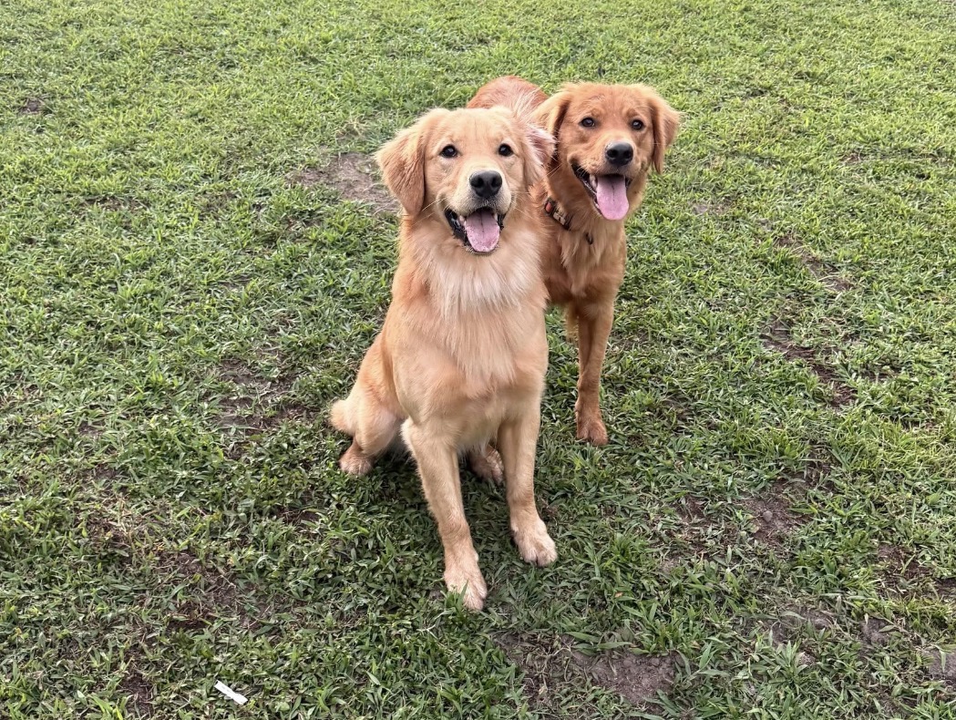Cooper and Summer, Golden Retriever parents—Summer is the darker golden and Cooper the lighter
